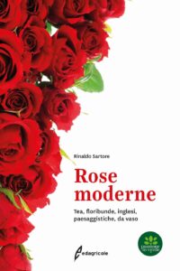 ROSE MODERNE